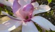 evenley-magnolia.jpg