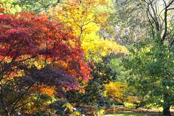 Evenley Wood Gardens