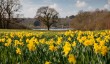 exbury-daffodils.jpg