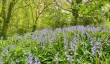 exeter-university-bluebells.jpg