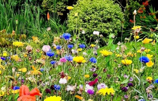 Exeter University Gardens Exeter University Gardens