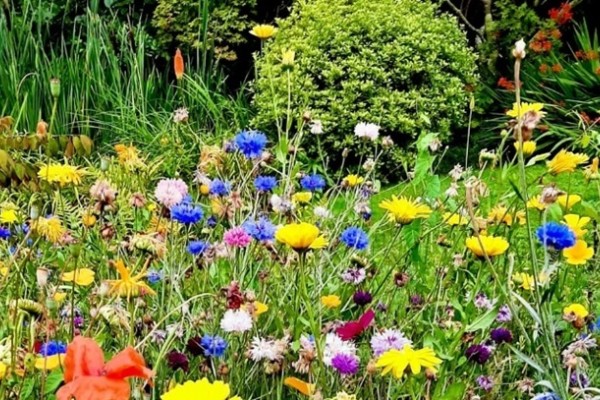 Exeter University Gardens