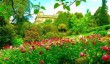 exeter-university-peonies.jpg