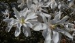 felbrigg-gardens-magnolia.jpg
