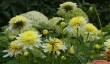 felbrigg-hall-gardens-in-norfolk.jpg