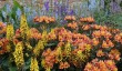 felbrigg-hall-gardens-norfolk.jpg