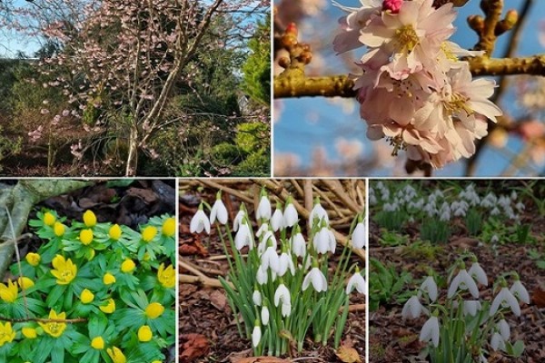 Fernhill Cottage Gardens