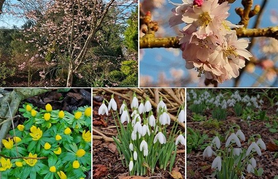 Fernhill Cottage Gardens