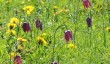 fritilaries.jpg