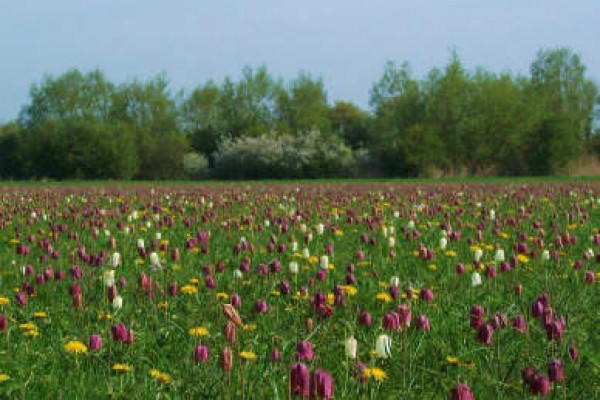 North Meadow Cricklade