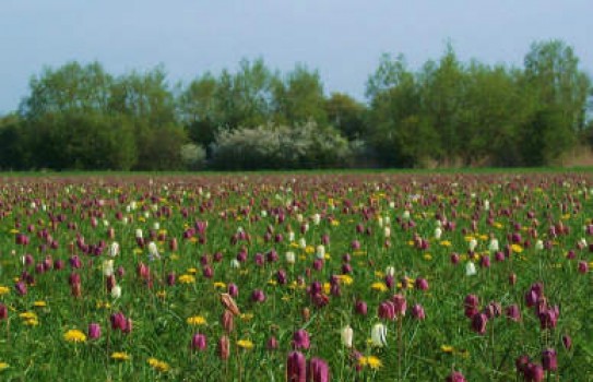 North Meadow Cricklade North Meadow Cricklade