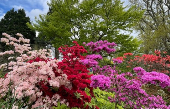 Furzey Gardens Furzey Gardens
