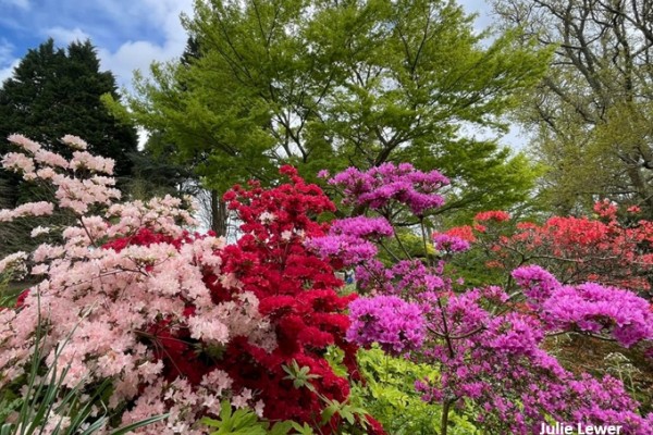 Furzey Gardens 