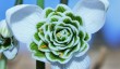 galanthus-hippolyta.jpg