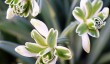 galanthus-nivalis-blewbury-tart.jpg