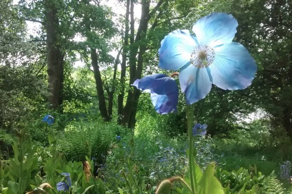 Gardens in Cumbria