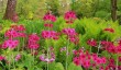 gardens-to-visit-gloucestershire.jpg