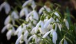 gatton-park-snowdrop.jpg