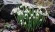 gatton-park-snowdrops.jpg