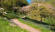 glendurgan-bluebells.jpg