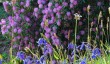 glendurgan-gardens.jpg