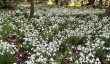 goldsborough-hall-snowdrops.jpg