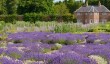 gordon-castle-walled-garden-lavender.jpg