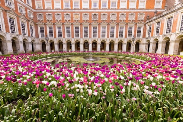 Hampton Court Palace Garden Tulips