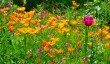 harlowcarr.jpg