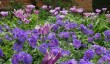 helmingham-hall-garden-suffolk4.jpg