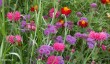 helmingham-hall-suffolk.jpg