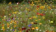 helminingham-hall-suffolk.jpg