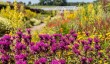 helmsley-walled-garden.jpg