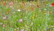 helmsley-wild-flowers.jpg
