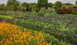 helmsleykitchen-garden.jpg