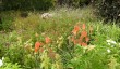 highfield-garden-image.jpg