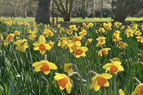 Sir Harold Hillier Gardens Daffodils