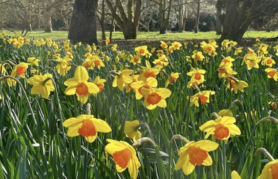 Sir Harold Hillier Gardens Daffodils
