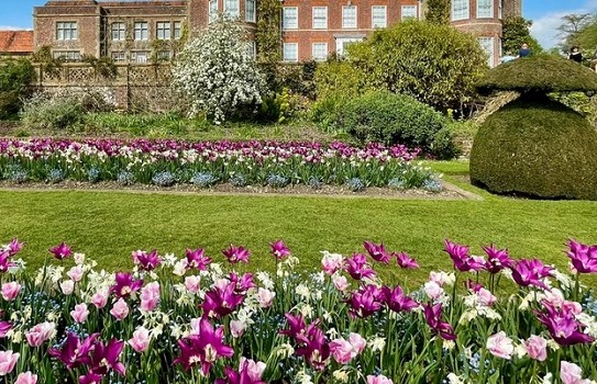 Hinton Ampner Gardens Tulips Hinton Ampner Gardens Tulips
