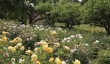 hodnet-hall-garden.jpg