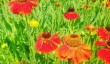 hodnet-hall-garden.jpg