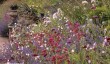 hodnet-hall-gardens-shropshire.jpg