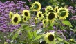 houghton-hall-garden.jpg