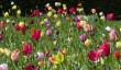 houghton-hall-tulip.jpg