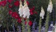 hutto-forest-gardens.jpg