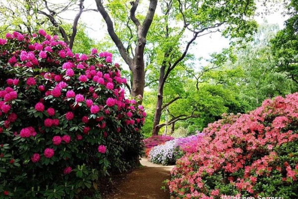 The Isabella Plantation in Richmond Park