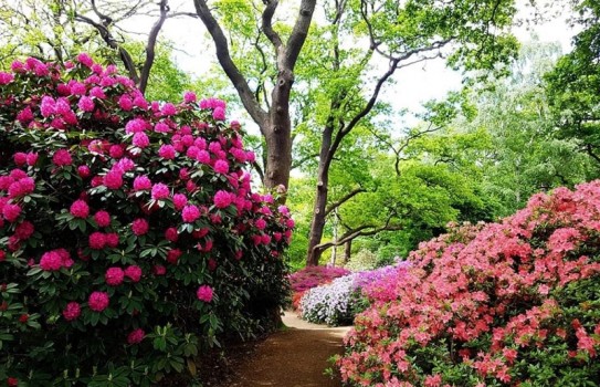 The Isabella Plantation in Richmond Park The Isabella Plantation in Richmond Park