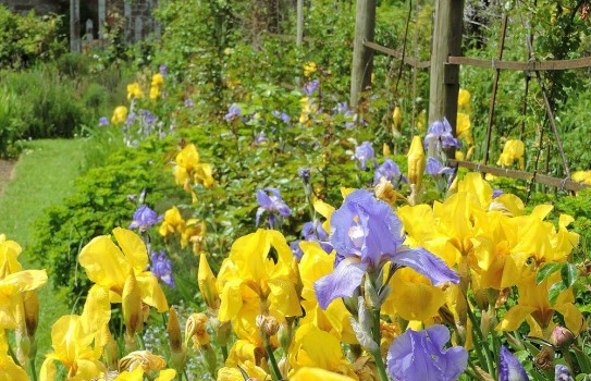 Kentchurch Court Garden