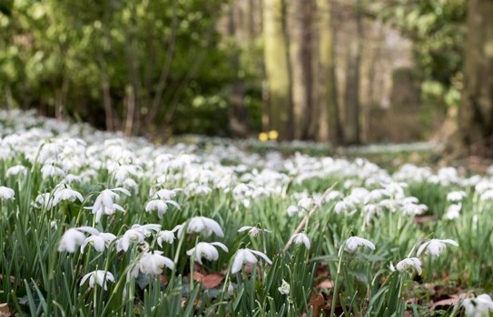 Kentwell Hall  Snowdrops