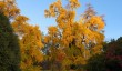 kew-gardens-in-autumn.jpg